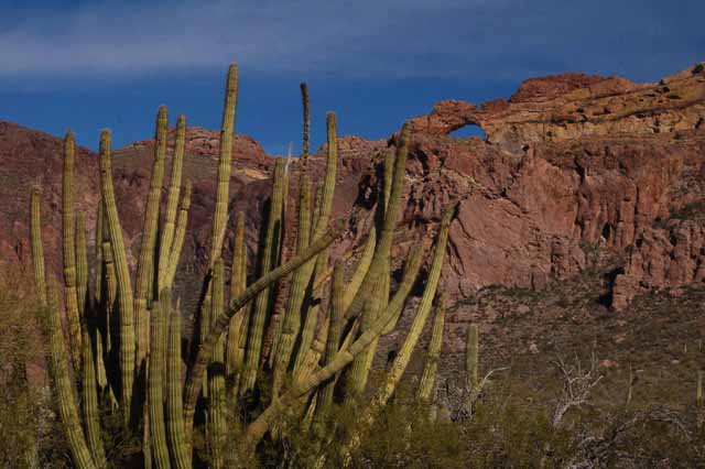 The Arch and an Organ Pipe Cactus
